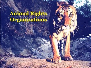 Animal Rights Organizations