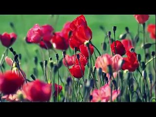 Camaleonti   Applausi