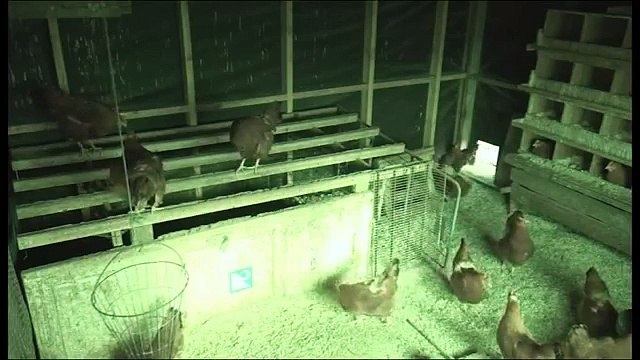 Des poules pensent que c'est la nuit pendant l'éclipse solaire