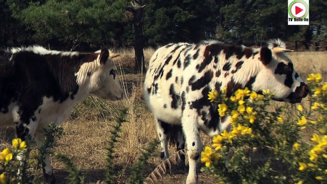 Belle-Île-en-Mer | L'Île aux belles Vaches à Cornes | Belle-Île Télévision TVBI