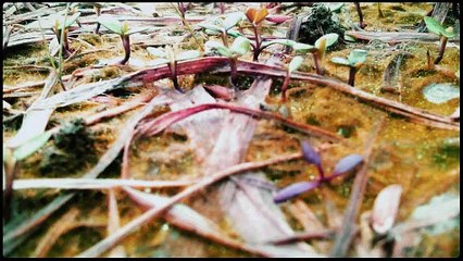 beautiful nature must watch