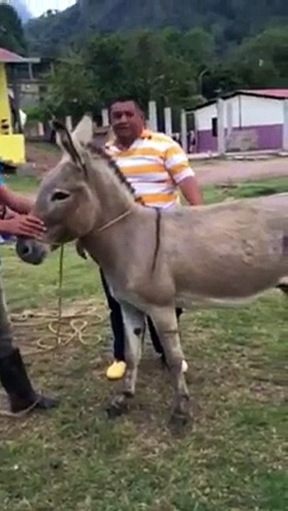 Quand Omar essaie de monter un âne !