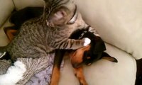 Un chat trop adorable vient au chevet d'un chien malade !