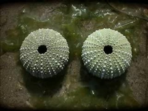 Peugeot 1007 Symboles