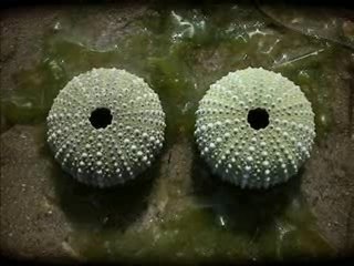 Peugeot 1007 Symboles