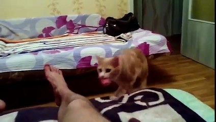 Le chat qui se prend pour un chien