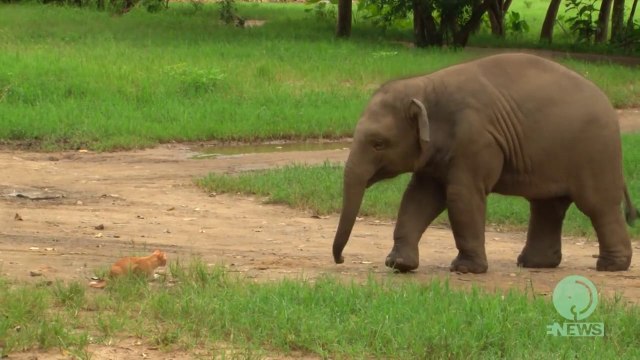 When a baby elephant meets a cat