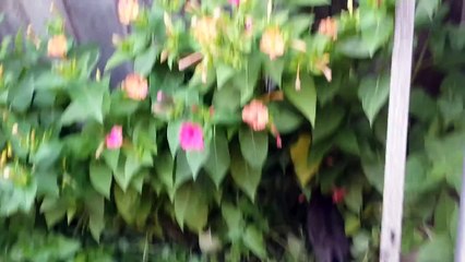 Kittens enjoy adorable moment in the garden