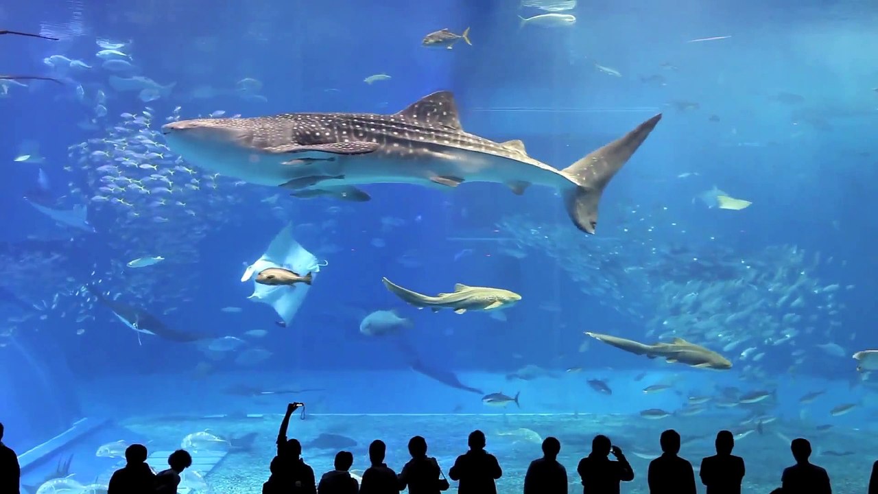 Aquarium relax music