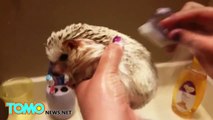 Cute animals: Baby hedgehog with Stockholm Syndrome submits to bath time