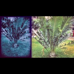 Lovely professional university phagwara, jalandhar