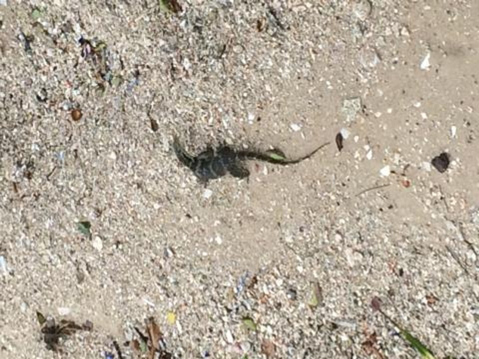 Biawak