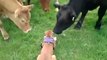 Un jeune chien rencontre un troupeau de vaches