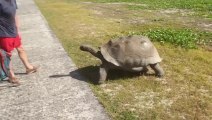 Il interrompt 2 tortues qui se reproduisent : course poursuite la plus lente du monde