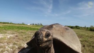 Man Interrupts Tortoise Sex, World's Slowest Chase Scene Ensues