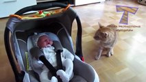Cats and dogs meeting babies for the first time - Cute animal compilation