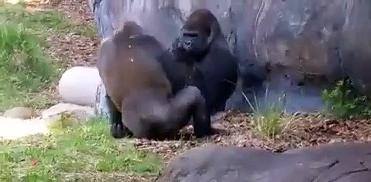 gorilla