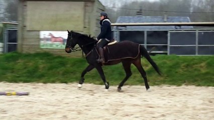 Ultrason de corbie au trot