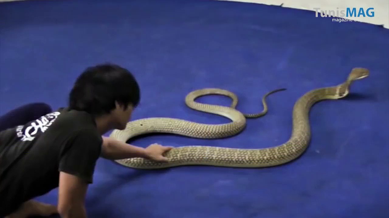 Animaux