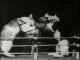 Boxing Cats - Chats Boxeurs (1894)