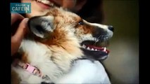 Ce renard sauvé et élevé par des humains se prend pour un chien