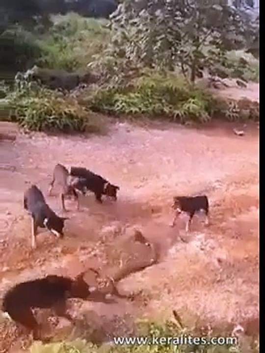 fight between dogs and snake