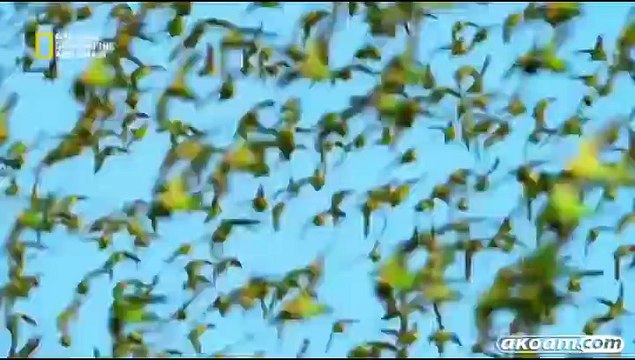 السلسلة الوثائقية استراليا البرية Australia wild مدبلج - الحلقة الأولى صحراء الكنغر الأحمر