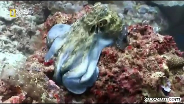 السلسلة الوثائقية استراليا البرية Australia wild مدبلج الحلقة الثانية الأدغال الجوراسية