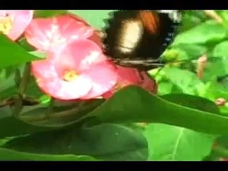 BLEKECOT KARANG putri trinada @ lagu tarling