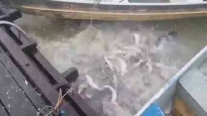 Nehire Atılan Et Sonrasında Harekete Geçen Pirana Sürüsü