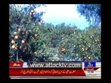 Variety of oranges in Attock, Pakistan