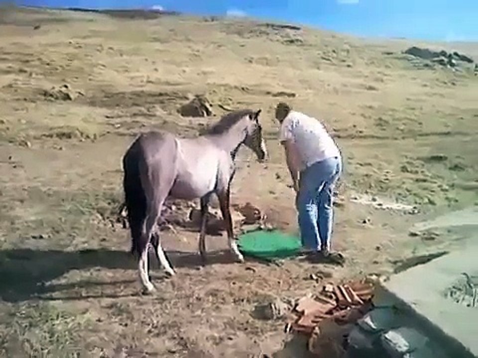 Very Incredible Horse Doing Salah