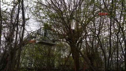 Dallarını Budamak İçin Çıktığı Ağaçta Mahsur Kaldı