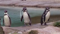 Scientists Use 'Penguin Runway' To Study Why Penguins Waddle