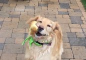 Fritz the Golden Is Terrible at Catching Food