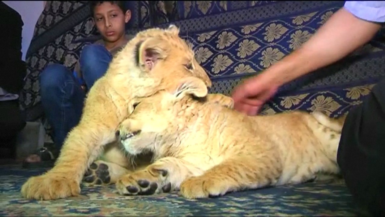 A Family In Gaza Adopted These Two Lion Cubs