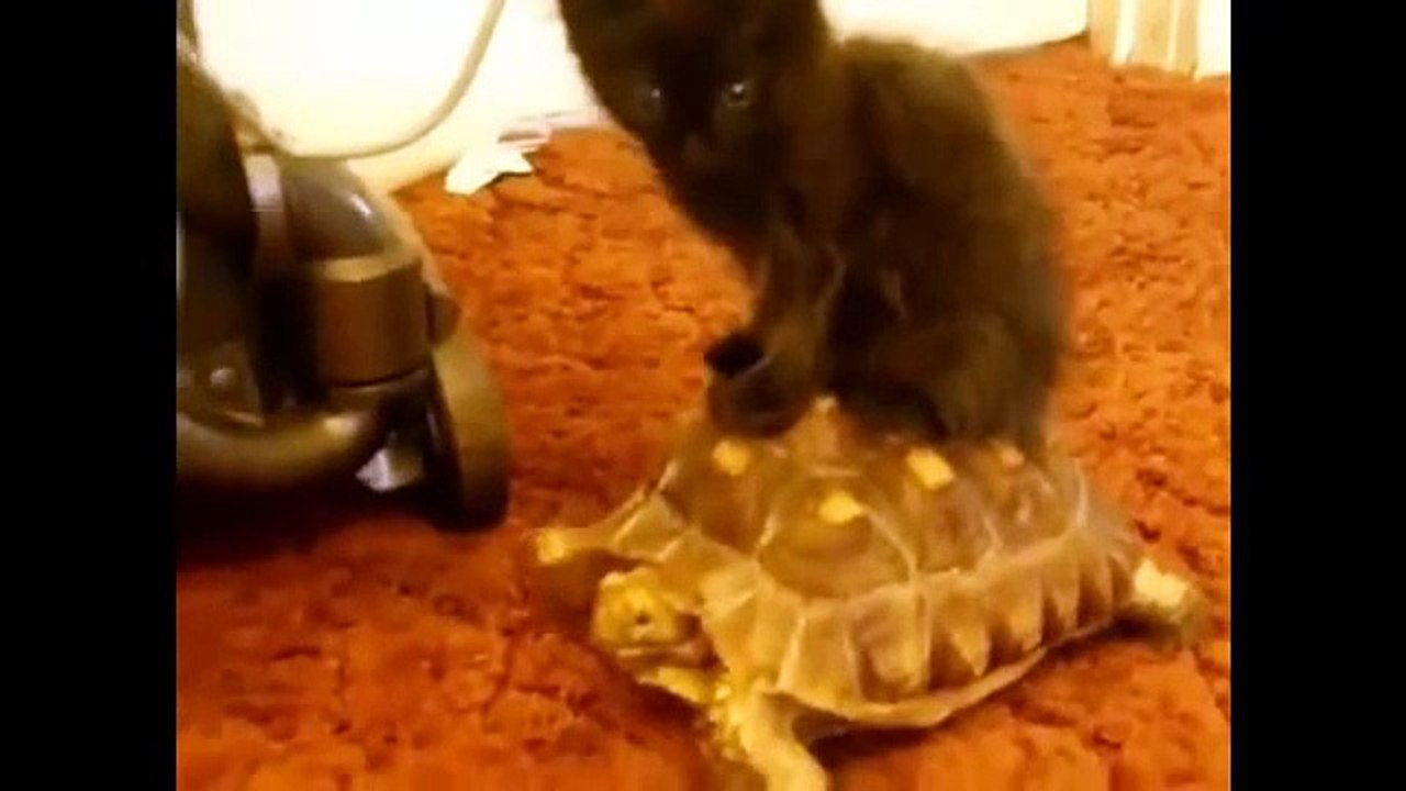 Funny Cats Top 19