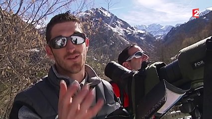 Le gypaète barbu, une espèce en voie de disparition