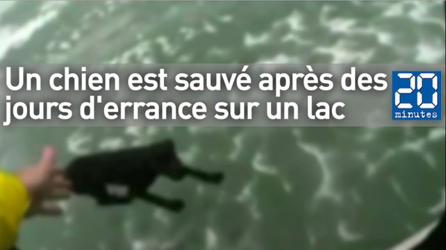 Un chien sauvé après plusieurs jours sur un lac
