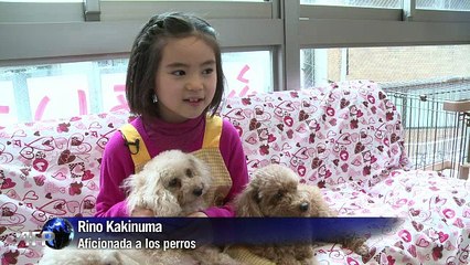 Alquilan perros por horas en Japón
