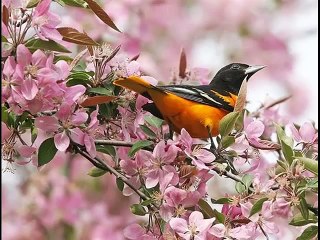 Dean Martin -The birds and the bees