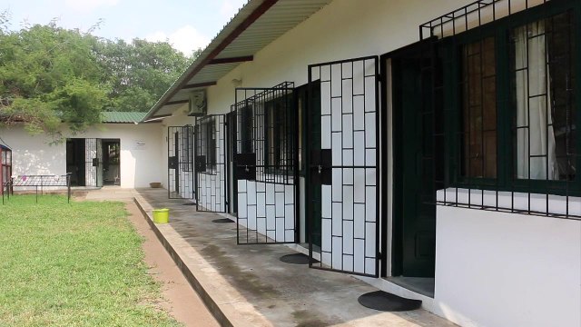 Rats sniff out Tuberculosis in Mozambique labs