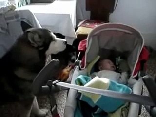 Este perro podría ser la niñera indicada para cuidar bebés