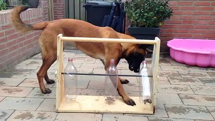 Occuper son chien avec une bouteille et des croquettes