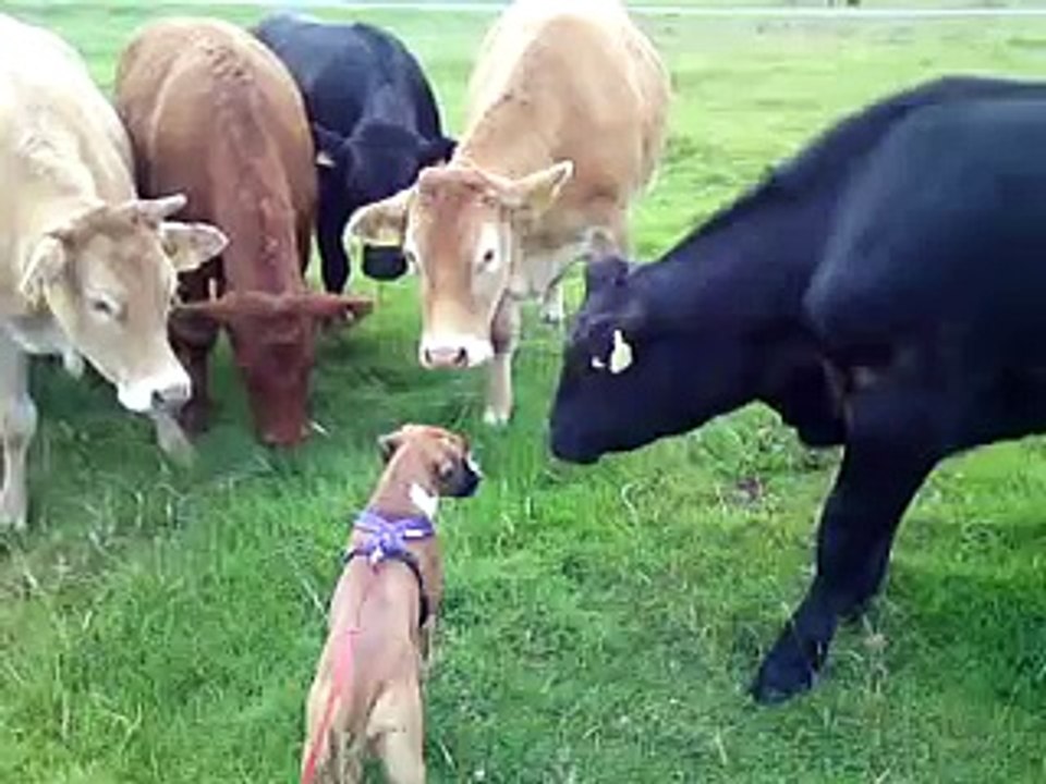 Un chiot rencontre des vaches