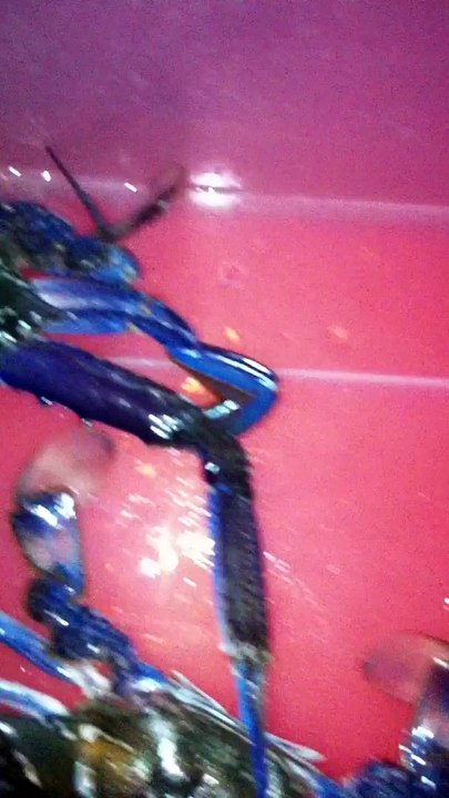 Biggest Blue Swimmer Crabs Ever