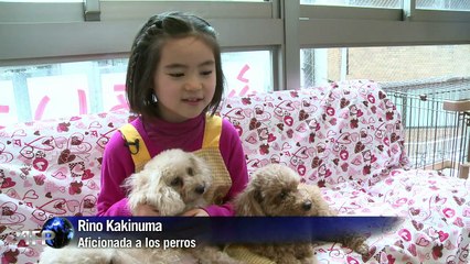 Conoce el lugar en donde los perros se pueden alquilar