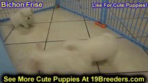 Bichon Frise, Puppies, For, Sale, In, Jackson, Mississippi, MS, Clinton, Pearl, Horn Lake