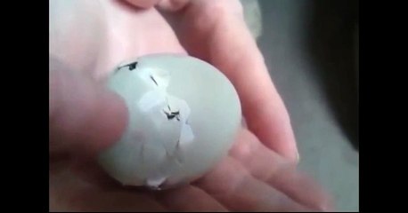 Abandoned Duck Egg Survives!