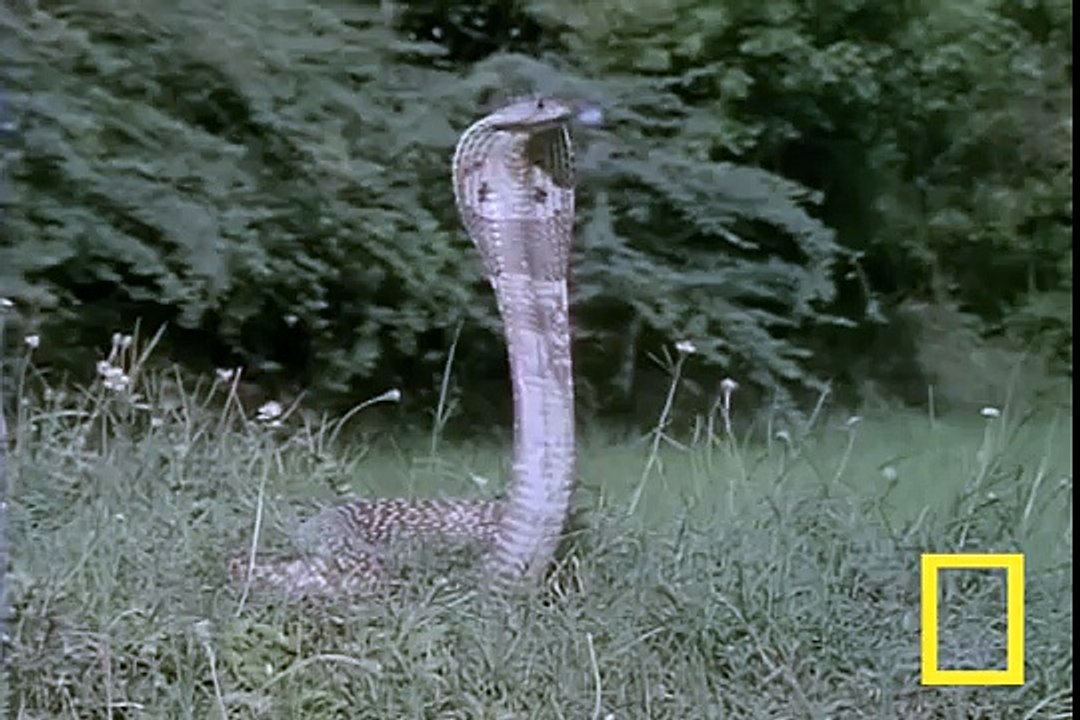 Cobra vs. Mongoose............